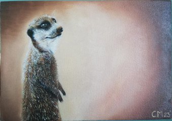 Meerkat