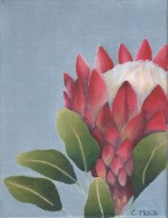 protea