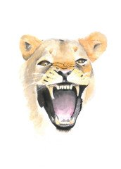 Lioness_watercolourwithlove