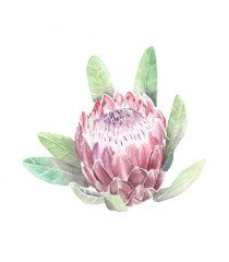 Protea__watercolourwithlove