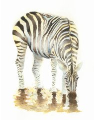 blue-and-yellow-zebra-drinking-painted-by-watercolourwithlove