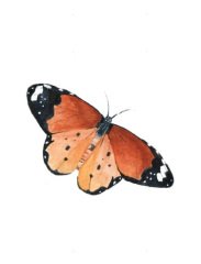 butterfly-in-watercolour-by-watercolour-with-love