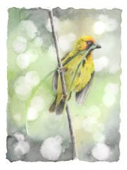 yellow-weaver-bird-by-watercolourwithlove-scaled