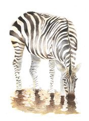 zebra-drinking-in-watercolour-painted-by-watercolourwithlove