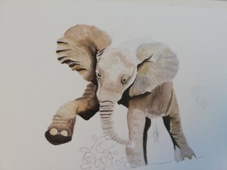 detailing, face and trunk of the elephant.