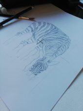 Pencil sketch of zebra